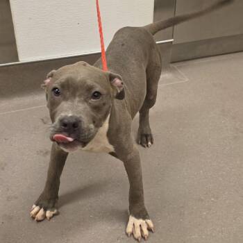 Pit Bull Terrier Dogs Available for Adoption in Norman, Oklahoma - Baby Blue | PetCurious
