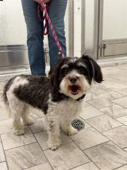Havanese Dogs Available for Adoption in Canfield, Ohio - TUCKER | PetCurious