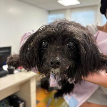 Brooklyn -  Shih Tzu and Yorkshire Terrier Dog for Adoption in Philadelphia, Pennsylvania - Brooklyn | PetCurious