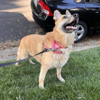 Shepherd and Mixed Breed Dogs Available for Adoption in Falls Church, Virginia - Macy | PetCurious