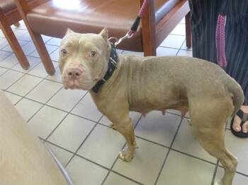 Pit Bull Terrier Dogs Available for Adoption - TULIP | PetCurious