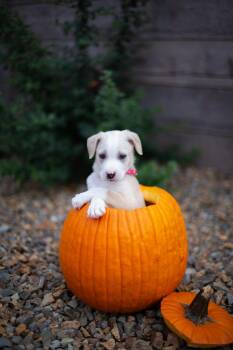 Lorelai -  Australian Shepherd Dog for Adoption in Las Vegas, Nevada - Lorelai | PetCurious