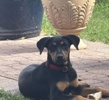 Maddox -  Doberman Pinscher and Mixed Breed Dog Available for Adoption in Polk, Ohio - Maddox | PetCurious
