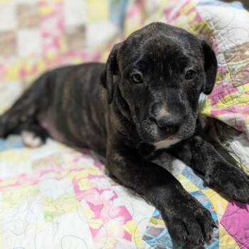 Lucky Penny -  Mixed Breed Dog for Adoption in Dekalb, Illinois - Lucky Penny | PetCurious