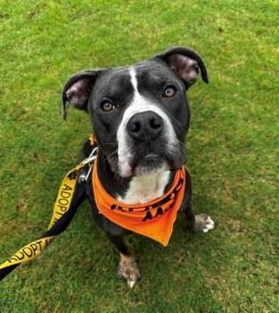 OAKLEY -  Pit Bull Terrier Dog for Adoption in Charlotte, North Carolina - OAKLEY | PetCurious