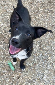 Rescue Terrier and Shepherd Dogs for Adoption in Mountain View, Arkansas - Finch | PetCurious