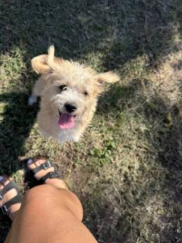 Rescue Terrier and Mixed Breed Dogs for Adoption in Visalia, California - Scruffy | PetCurious