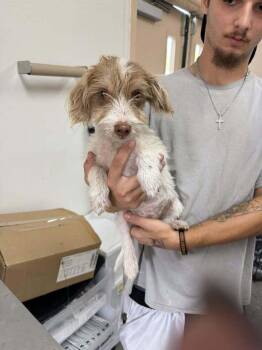 Bones -  Yorkshire Terrier and Dachshund Dog for Adoption in Pottstown, Pennsylvania - Bones | PetCurious