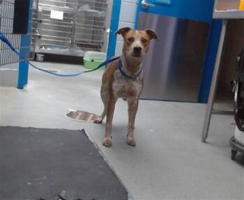 Rescue Pit Bull Terrier and Mixed Breed Dogs for Adoption in Albuquerque, New Mexico - CUJO | PetCurious