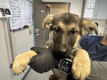 German Shepherd Dog and Mixed Breed Dogs Available for Adoption - A251827 | PetCurious