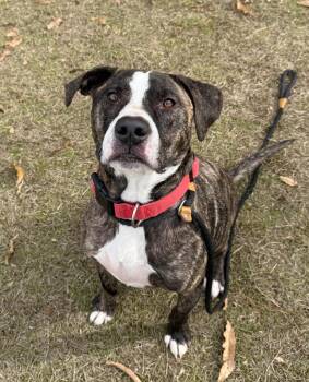 Terrier Dogs Available for Adoption - Kenny | PetCurious