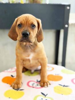 Apple Litter - Haralson -  Bloodhound and Mixed Breed Dog for Adoption in Savage, Minnesota - Apple Litter - Haralson | PetCurious