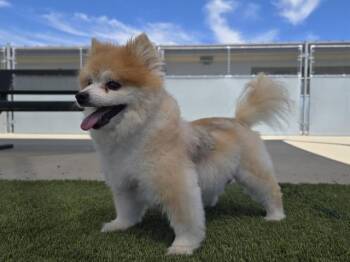 BENTLY -  Pomeranian and Mixed Breed Dog for Adoption in Auburn, California - BENTLY | PetCurious