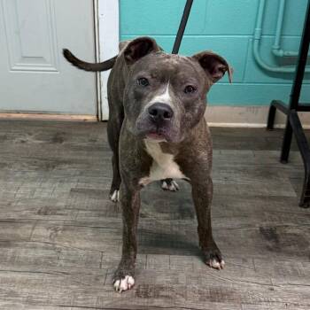 Jasper -  Pit Bull Terrier Dog for Adoption in Jefferson City, Tennessee - Jasper | PetCurious