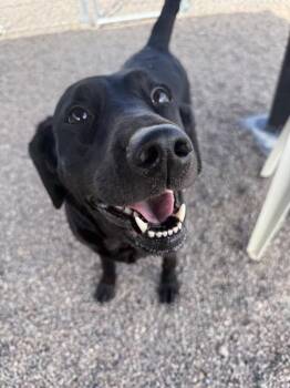 Avery -  Mixed Breed Dog Available for Adoption in Black Eagle, Montana - Avery | PetCurious