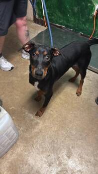Buck -  Doberman Pinscher Dog Available for Adoption in New Braunfels, Texas - Buck | PetCurious