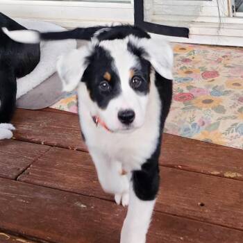 Charles Kelley -  Mixed Breed Dog for Adoption in Shorewood, Illinois - Charles Kelley | PetCurious