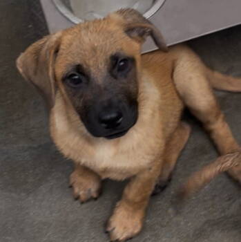 Rescue German Shepherd Dog and Boxer Dogs for Adoption in Rancho Cucamonga, California - Bobby | PetCurious