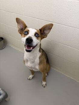 Indy -  Mixed Breed and Husky Dog for Adoption in Black Eagle, Montana - Indy | PetCurious