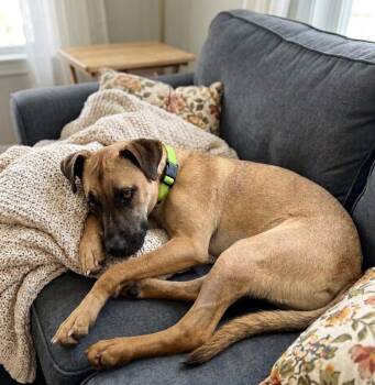 Black Mouth Cur Dogs Available for Adoption - **THEO** | PetCurious