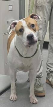 Knuckles -  American Bulldog and Pit Bull Terrier Dog for Adoption in Hillsdale, Indiana - Knuckles | PetCurious