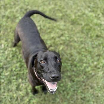 Marina -  Labrador Retriever Dog for Adoption in Wake Forest, North Carolina - Marina | PetCurious