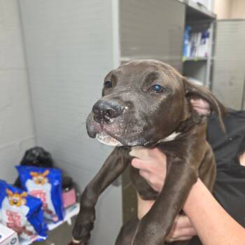 Rescue Terrier Dogs for Adoption in Clanton, Alabama - Wonder Woman | PetCurious