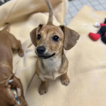 Dachshund Dogs Available for Adoption - Beans | PetCurious