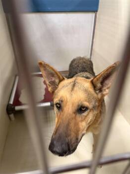 German Shepherd Dog Dogs Available for Adoption in Thousand Oaks, California - Lily - URGENT AND AT RISK | PetCurious
