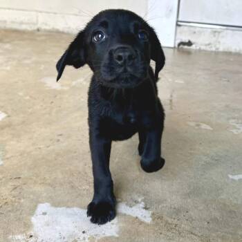 Cold Brew 5360 -  Black Labrador Retriever Dog for Adoption in Loxahatchee Groves, Florida - Cold Brew 5360 | PetCurious