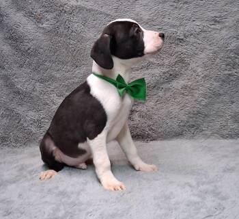 Labrador Retriever Dogs Available for Adoption - Tristan | PetCurious