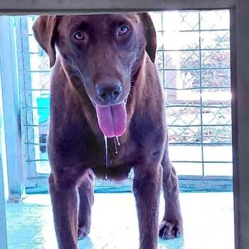 Rip 26-08-129 -  Chocolate Labrador Retriever Dog for Adoption in Bastrop, Texas - Rip 26-08-129 | PetCurious
