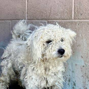 Libby -  Poodle Dog for Adoption in Yuma, Arizona - Libby | PetCurious