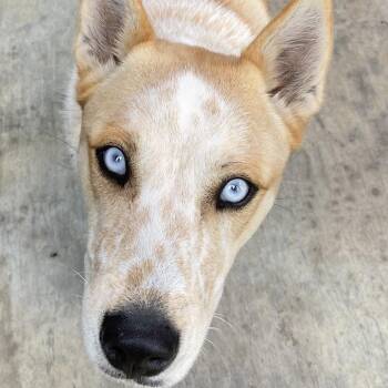 Kevin -  Australian Cattle Dog Blue Heeler Dog for Adoption in Pagosa Springs, Colorado - Kevin | PetCurious
