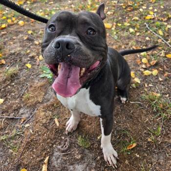 Zeus Worthington -  Mixed Breed Dog for Adoption in Windsor, Virginia - Zeus Worthington | PetCurious