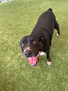 Rottweiler and Bull Terrier Dogs Available for Adoption in Seguin, Texas - Tillie | PetCurious