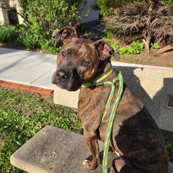 Snickers -  Pit Bull Terrier Dog for Adoption in Dillsburg, Pennsylvania - Snickers | PetCurious