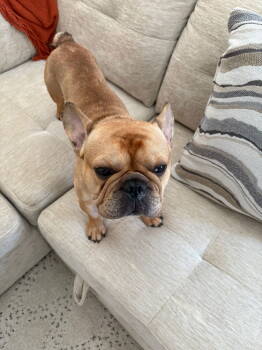 Rescue French Bulldog Dogs for Adoption in Woodland, California - Zeus | PetCurious