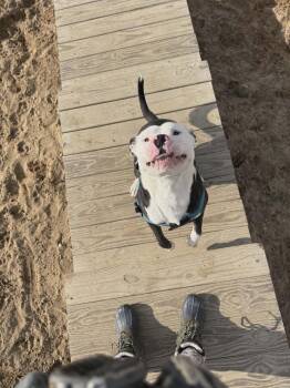 American Staffordshire Terrier Dogs Available for Adoption in Grand Rapids, Michigan - Bingo  | PetCurious