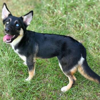 Anya -  Australian Shepherd Dog for Adoption in Gainesville, Texas - Anya | PetCurious