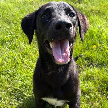 Petunia Marie -  Black Labrador Retriever Dog for Adoption in Pekin, Illinois - Petunia Marie | PetCurious