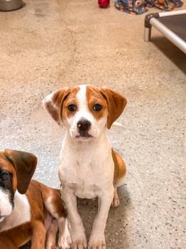 Black Mouth Cur and Hound Dogs Available for Adoption in Burnsville, North Carolina - Simba | PetCurious
