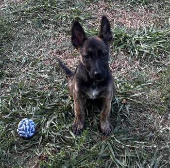 German Shepherd Dog and Belgian Shepherd Malinois Dogs Available for Adoption in Delray Beach, Florida - Cher | PetCurious