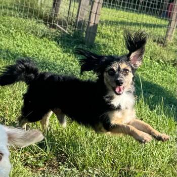 Axion -  Yorkshire Terrier and Mixed Breed Dog for Adoption in Houston, Texas - Axion | PetCurious