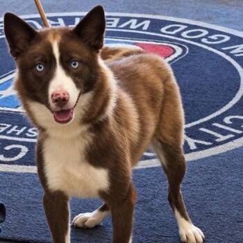 Foxy - Local October 9-11 -  Husky Dog for Adoption in Brookshire, Texas - Foxy - Local October 9-11 | PetCurious