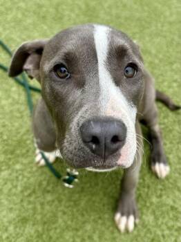 Mixed Breed Dogs Available for Adoption in Wichita, Kansas - Kenzie | PetCurious