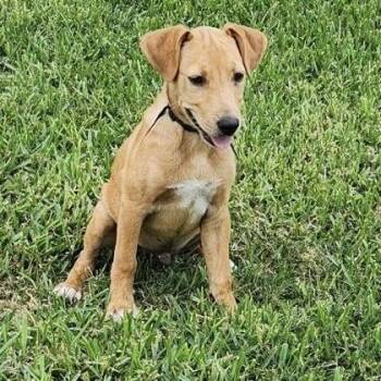 Unagi -  Australian Kelpie and Labrador Retriever Dog for Adoption in Houston, Texas - Unagi | PetCurious