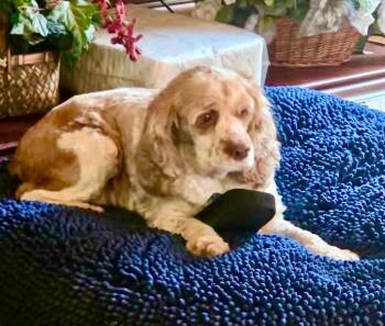 Honeybun -  Cocker Spaniel Dog for Adoption in Austin, Texas - Honeybun | PetCurious