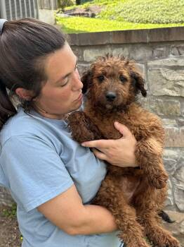 Rosey -  Labradoodle Dog for Adoption in Chester Springs, Pennsylvania - Rosey | PetCurious