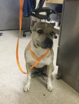 ARIES -  Pit Bull Terrier and Mixed Breed Dog for Adoption in Riverside, California - ARIES | PetCurious